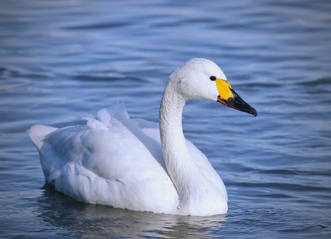 相较于小天鹅,大天鹅的脖颈和嘴巴更为修长