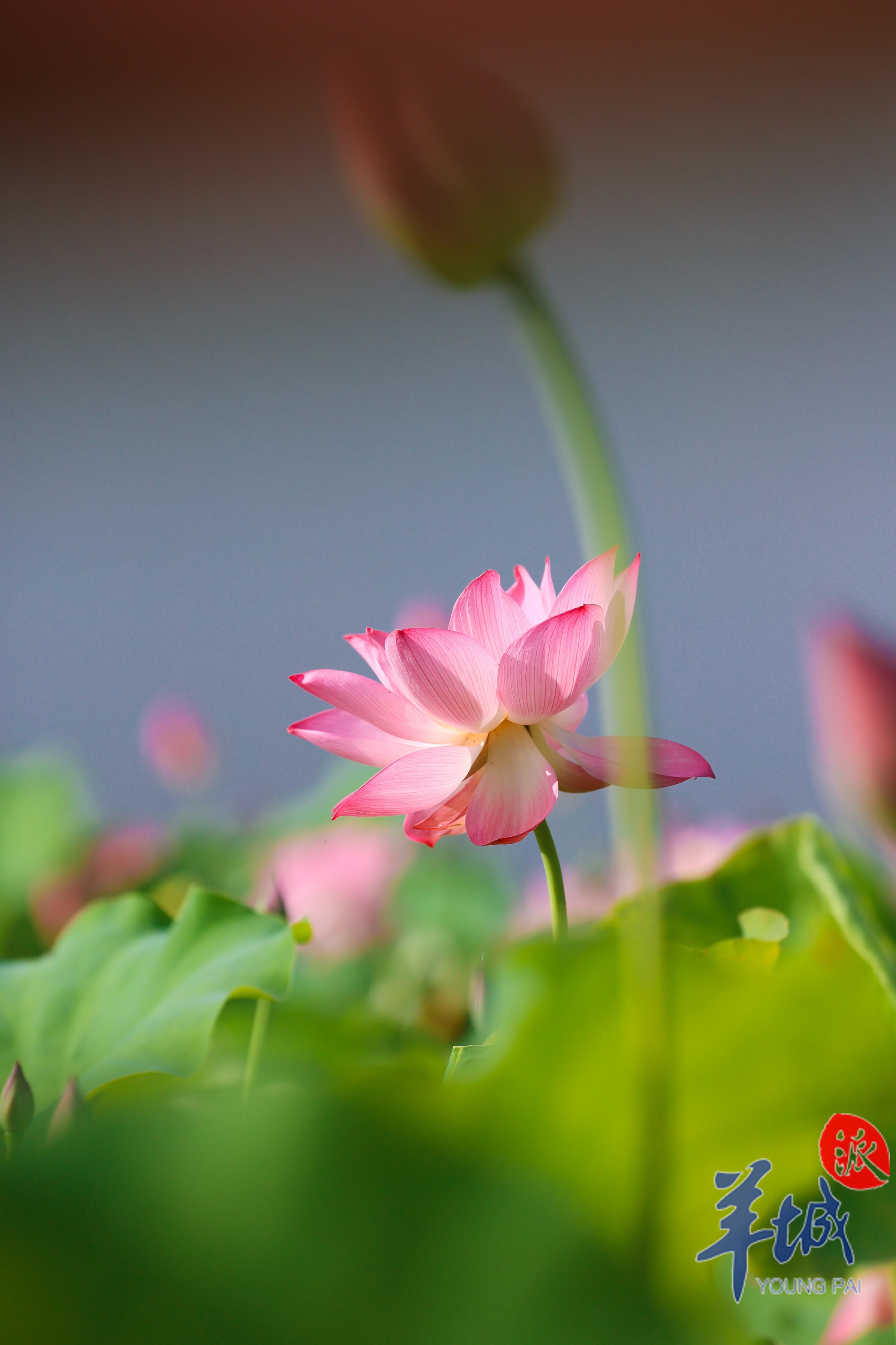 视频·大美岭南|清远连南:倏忽温风 步步生莲