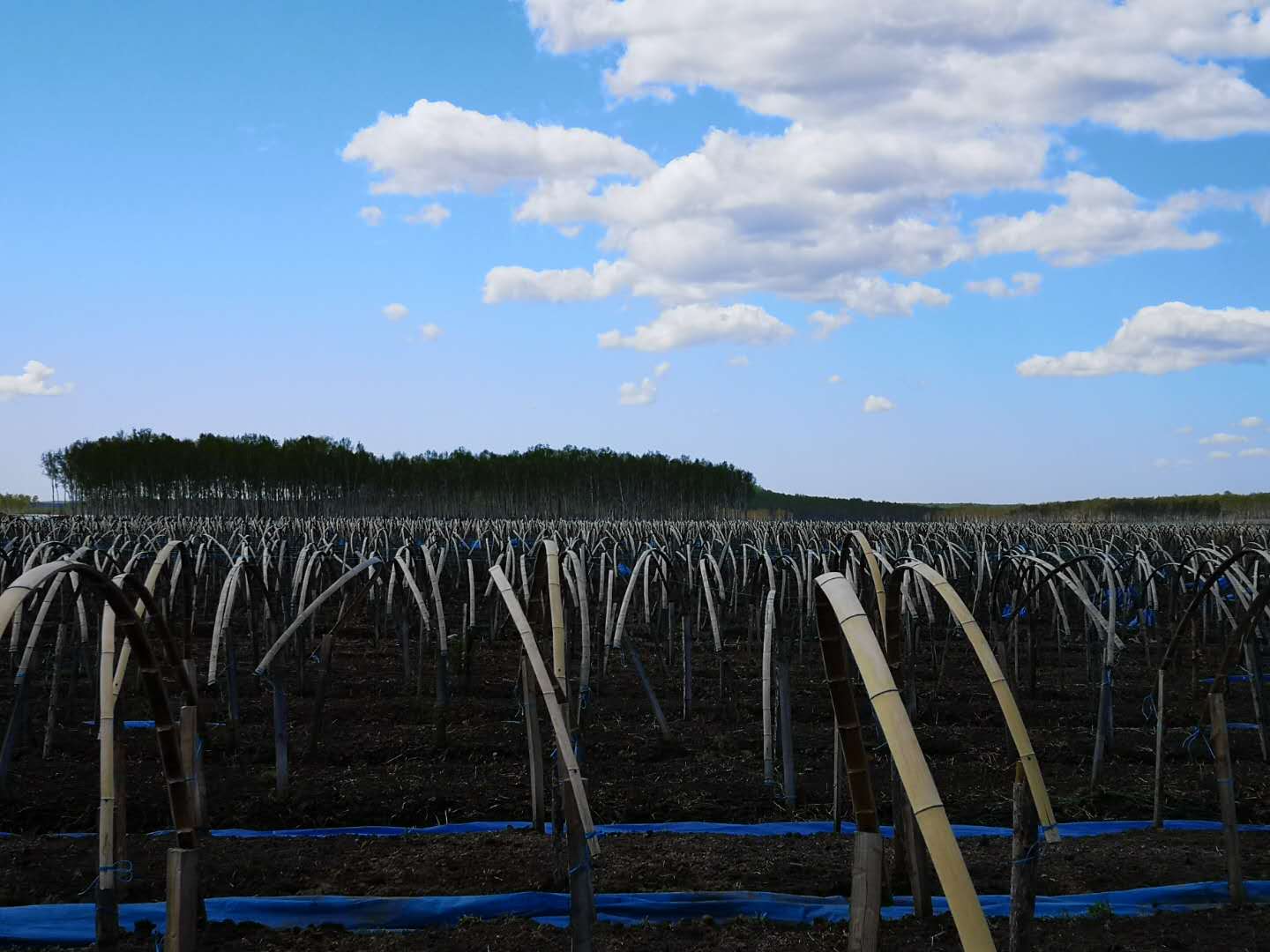 中草集长白山人参种植基地-空气清新