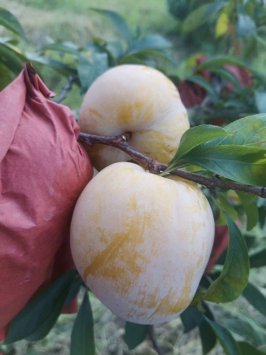 粤北乐昌清甜爽口的黄金奈李