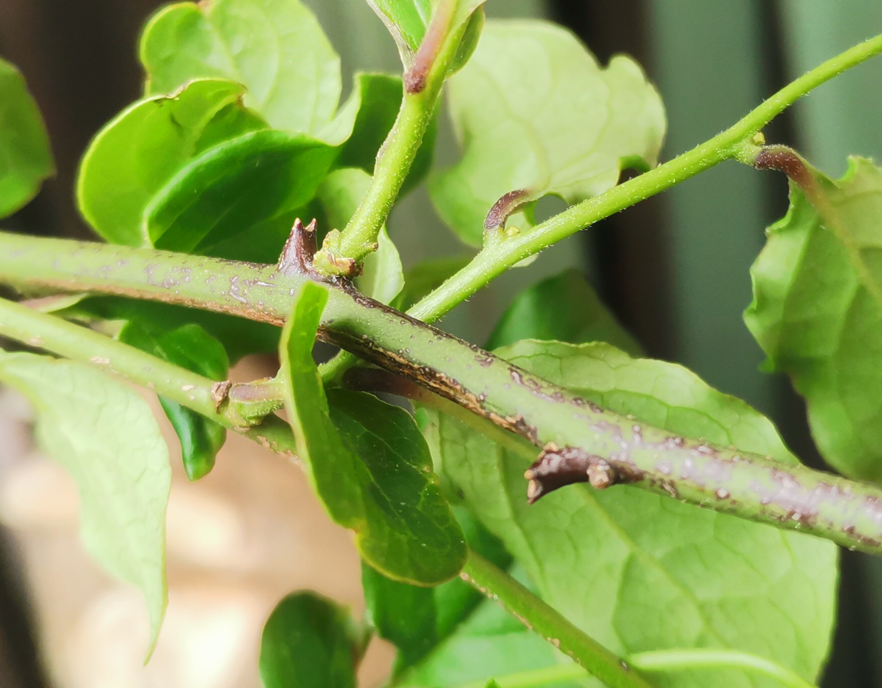 一勒有两咀,不怕骨头碎