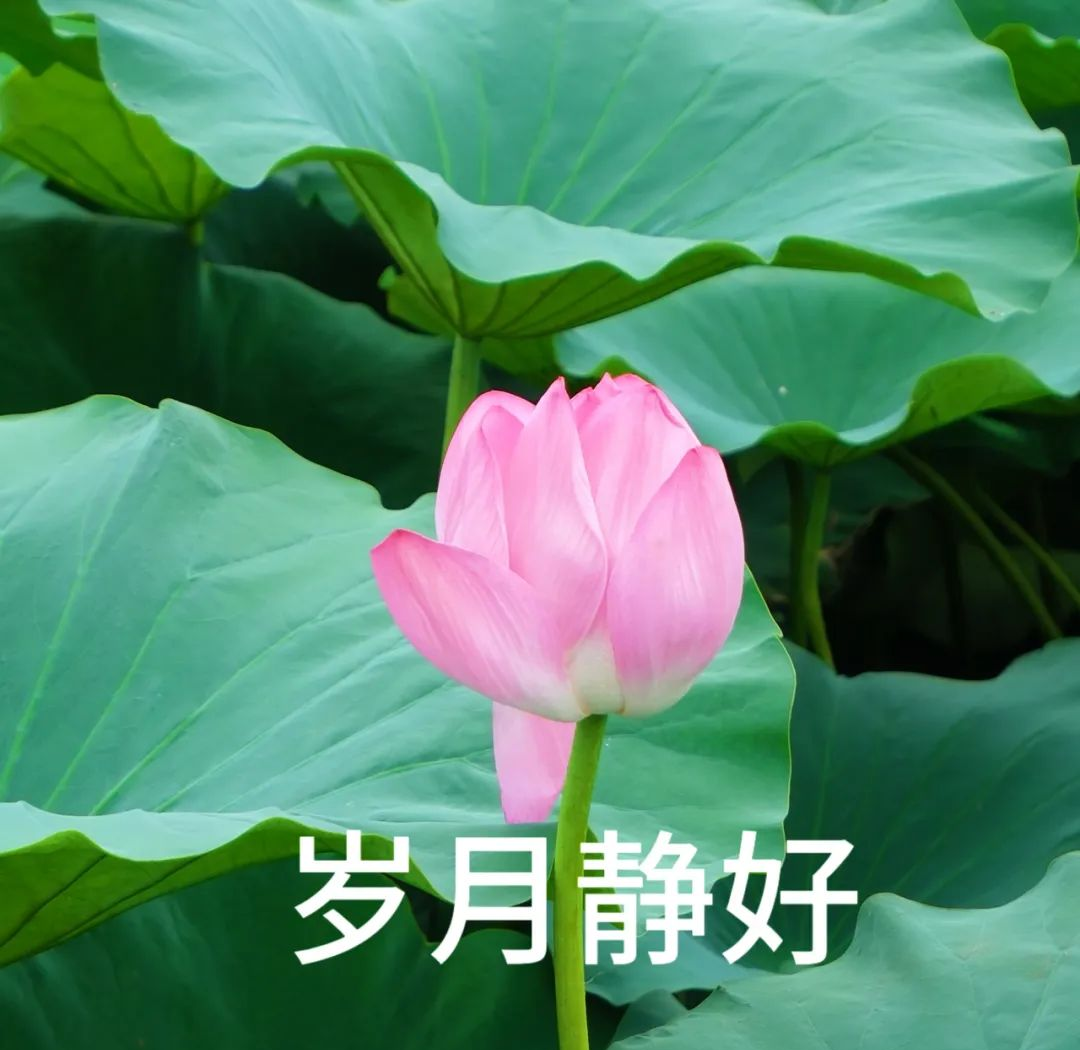 夏日荷花盛开,众多专属头像等你来选!