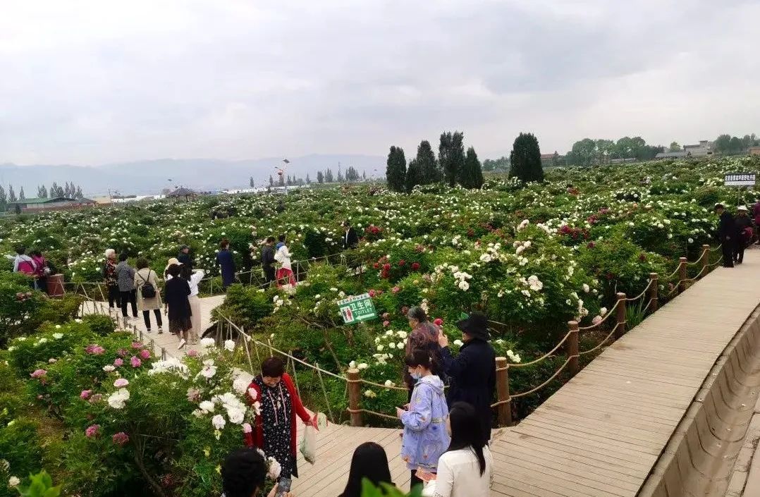 临洮县洮阳镇车刘家村:一朵牡丹,美了村庄,富了百姓