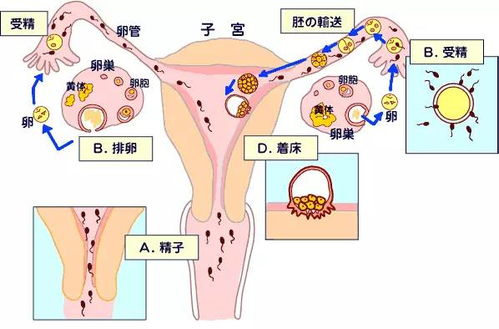孕八周子宫位置示意图图片