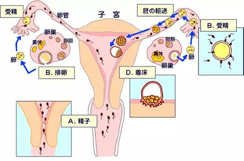 子宫位置图 怀孕图片