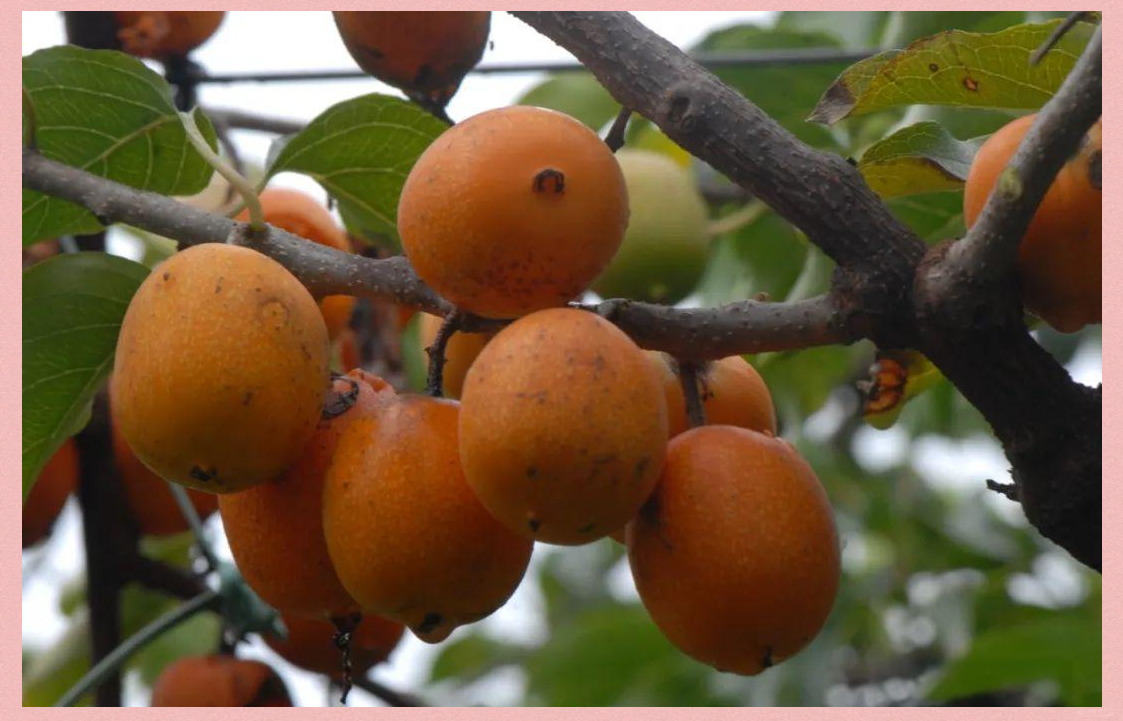 水杨桃是什么?一文解读对萼猕猴桃的秘密