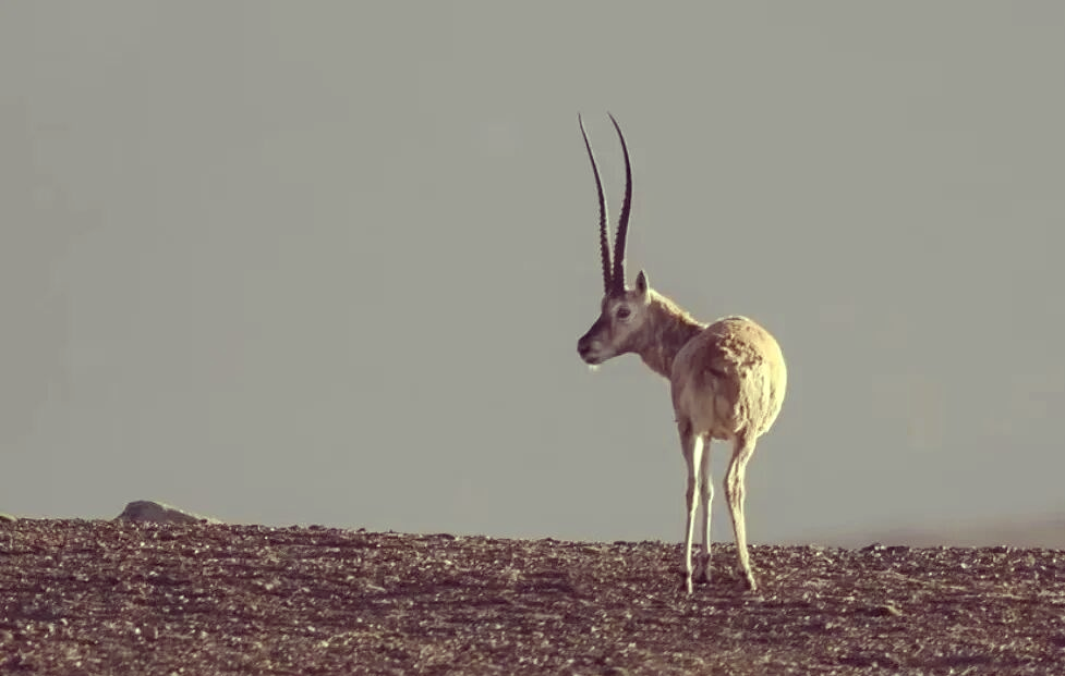 保护藏羚羊:从游戏到实际搭建的生态活动