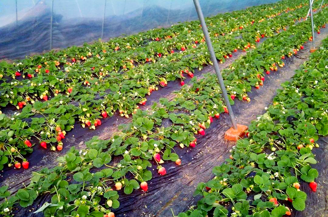 草莓种植的施肥策略:如何选择合适的肥料并正确施用?