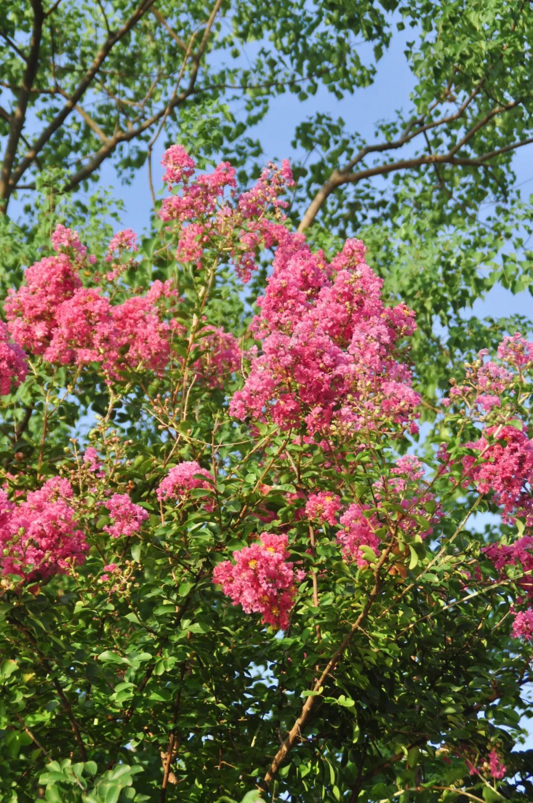 紫薇花开,灿若云霞~去青浦环城水系公园赏花