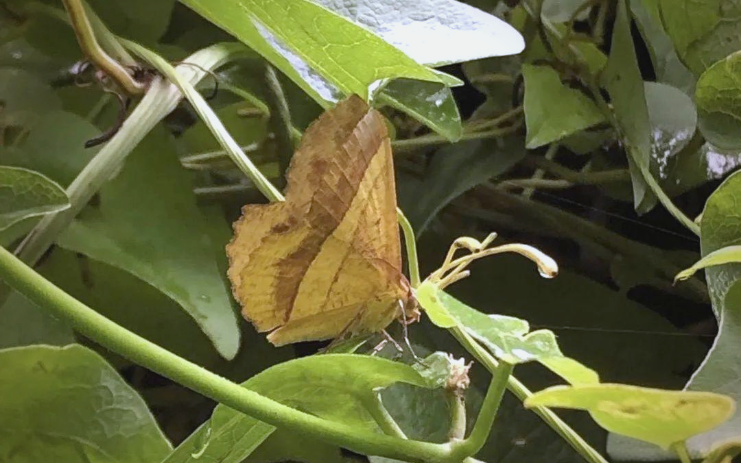 多种尺蛾分布广泛,它们有什么独特魅力