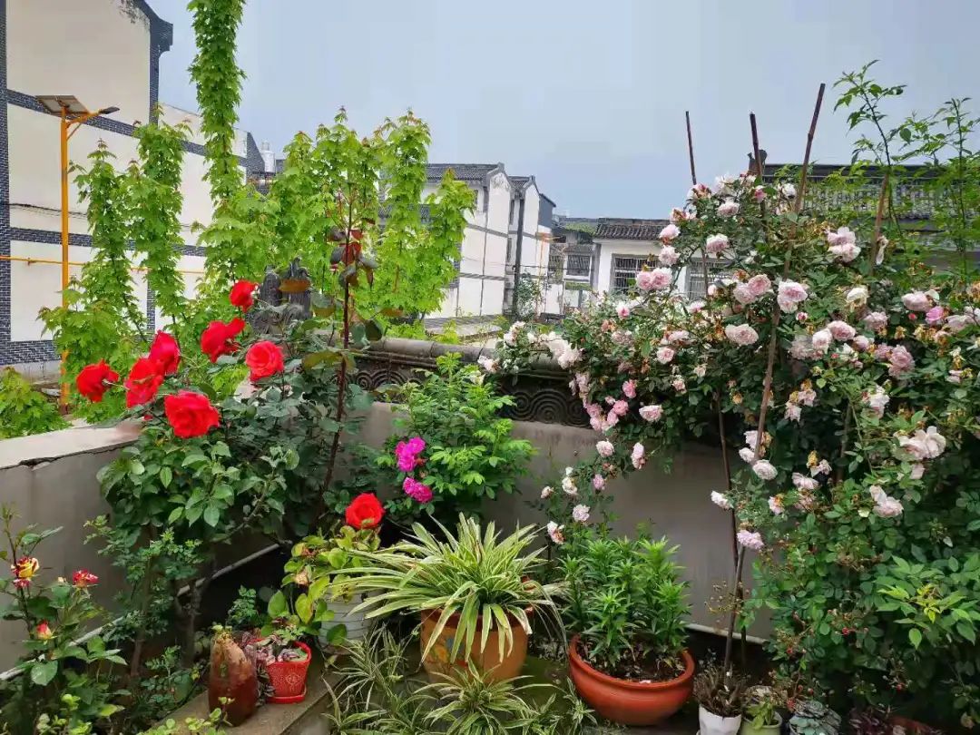 迎全运 展风采,"美丽庭院"靓出来