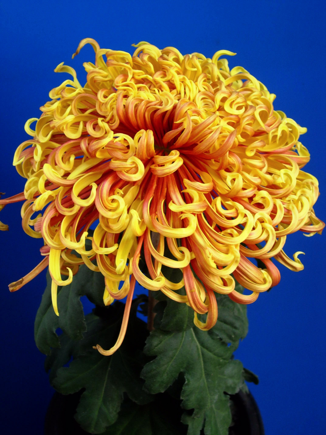 十大传统名菊中的西湖柳月你见过吗?