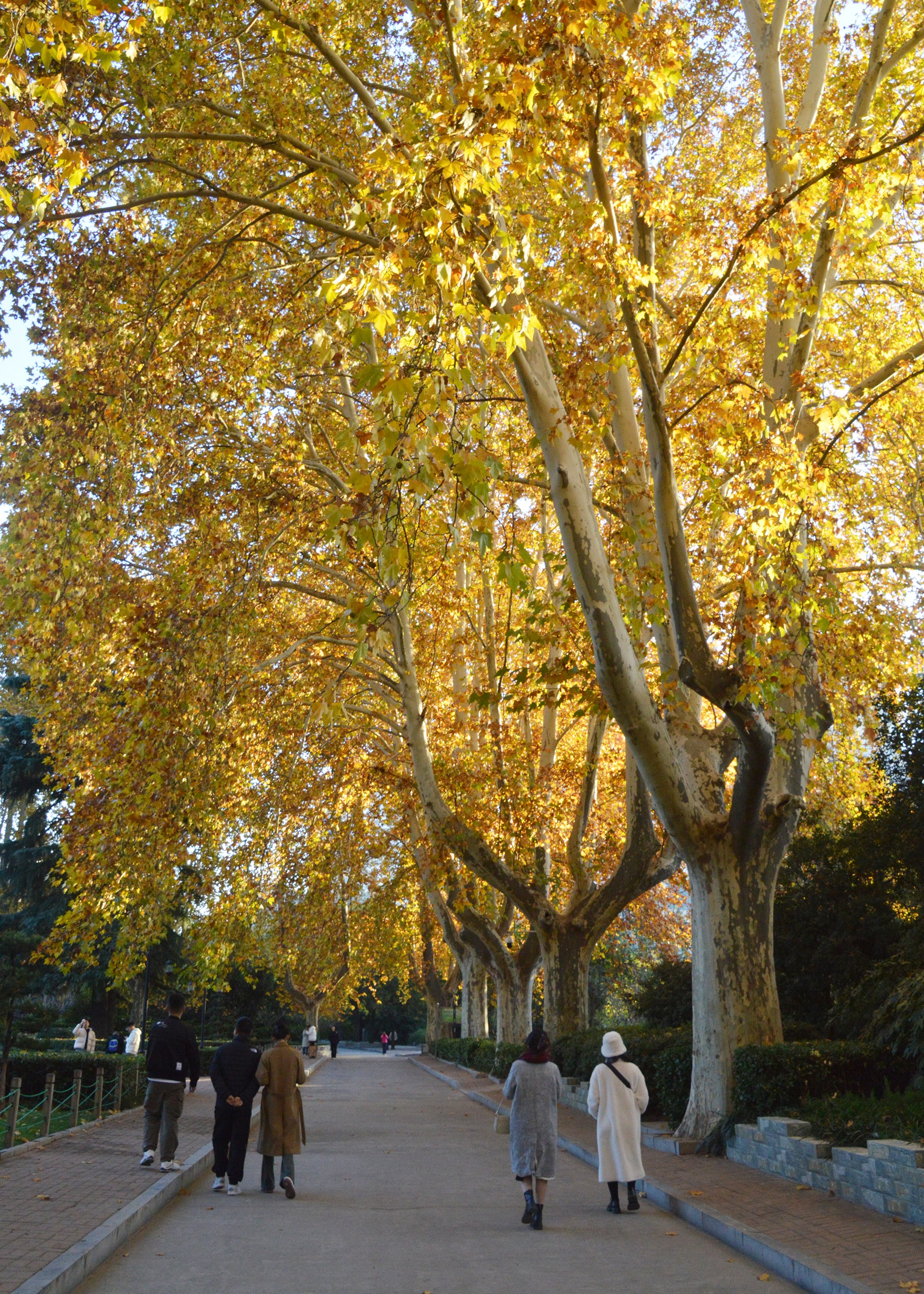 郑州人民公园的法桐层林尽染