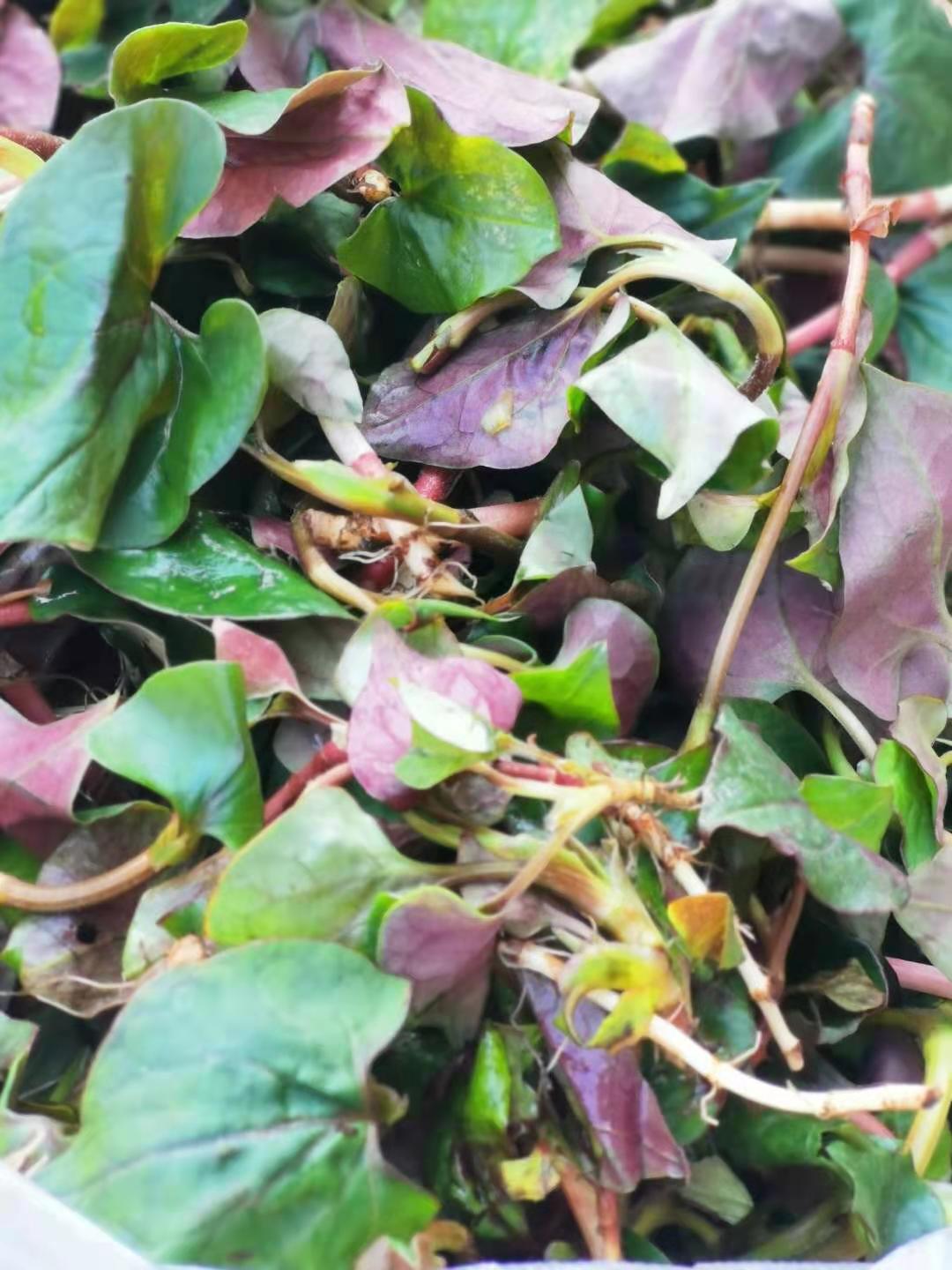 赏味春天,滇西野菜正新鲜