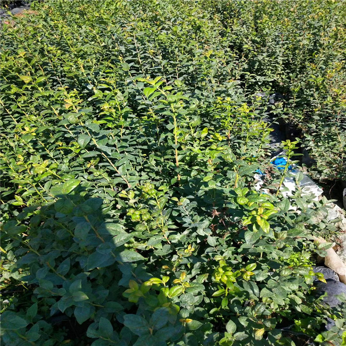 泰安典范苗木瑞卡蓝莓苗