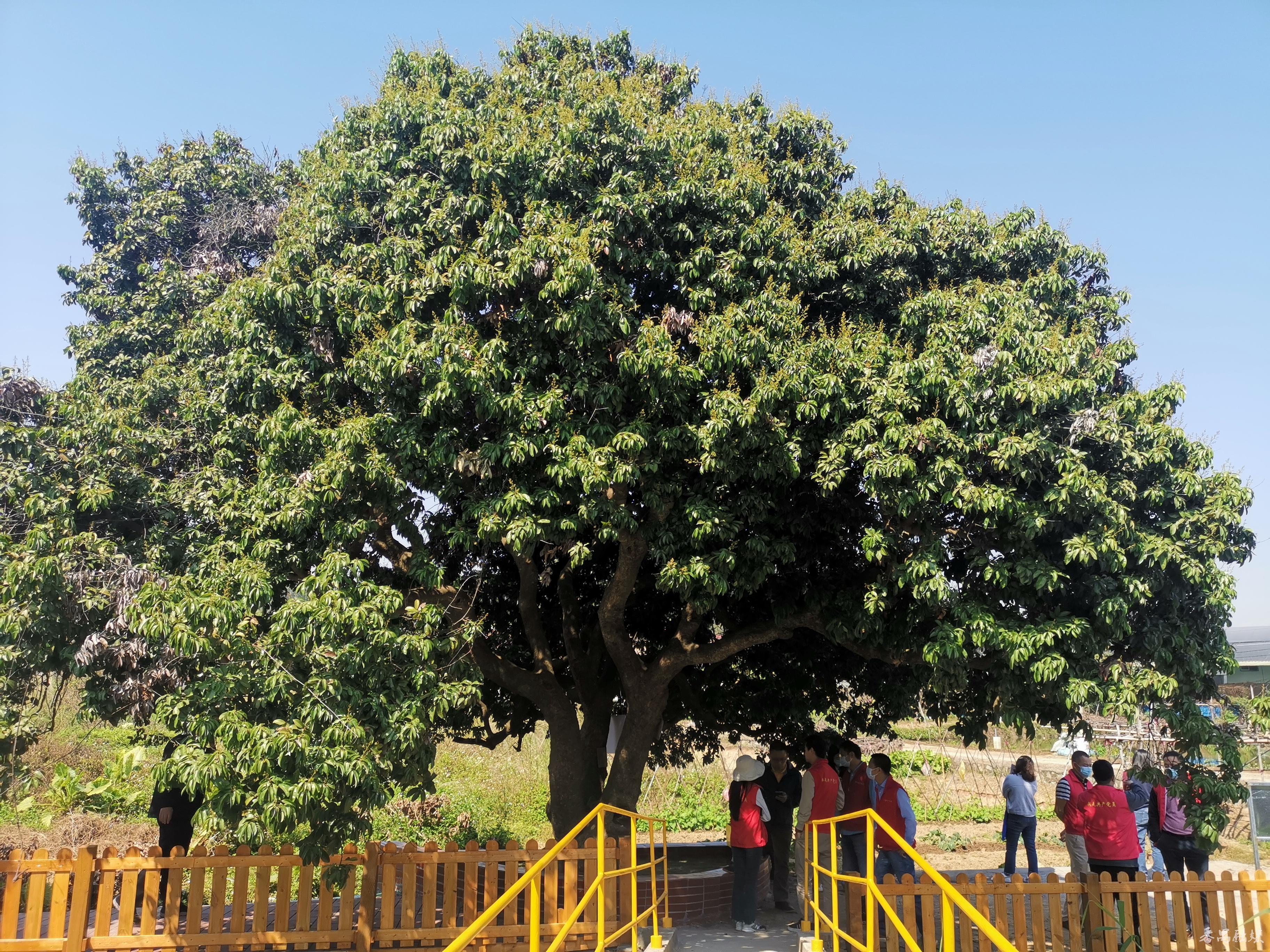 番禺新造:百年荔枝树下建起"口袋公园",提升居住休闲环境又完善古树名