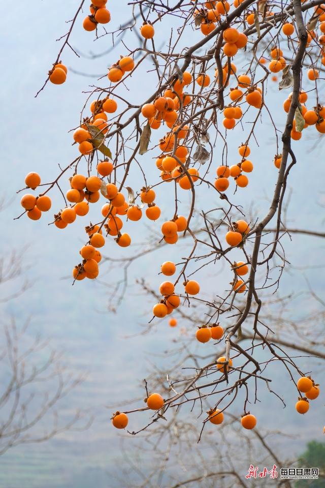 西和县晒经乡张河村,洛峪镇灯塔村房前屋后的柿子树硕果累累,如同一盏