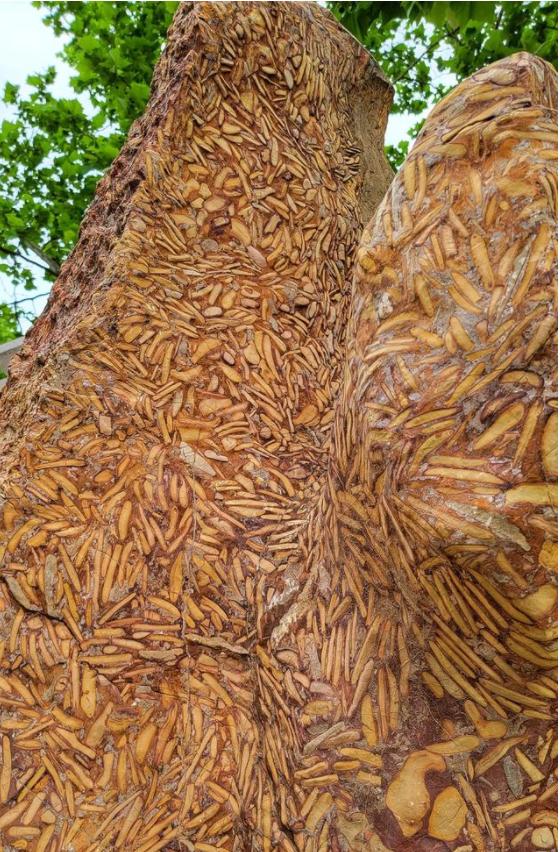 辨伪!武当山金殿基座是竹叶状灰岩,也叫花斑石,不是三叶虫化石