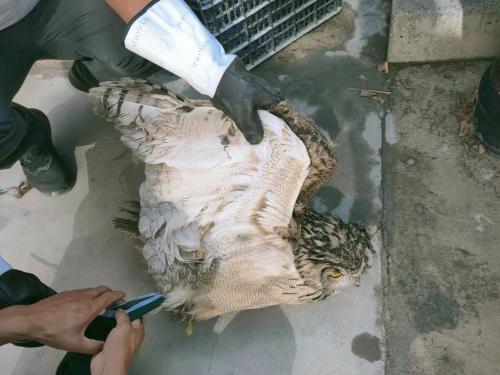 甘肃连城国家级自然保护区管理局民乐保护站职工成功救助一只国家二级保护野生动物雕鸮