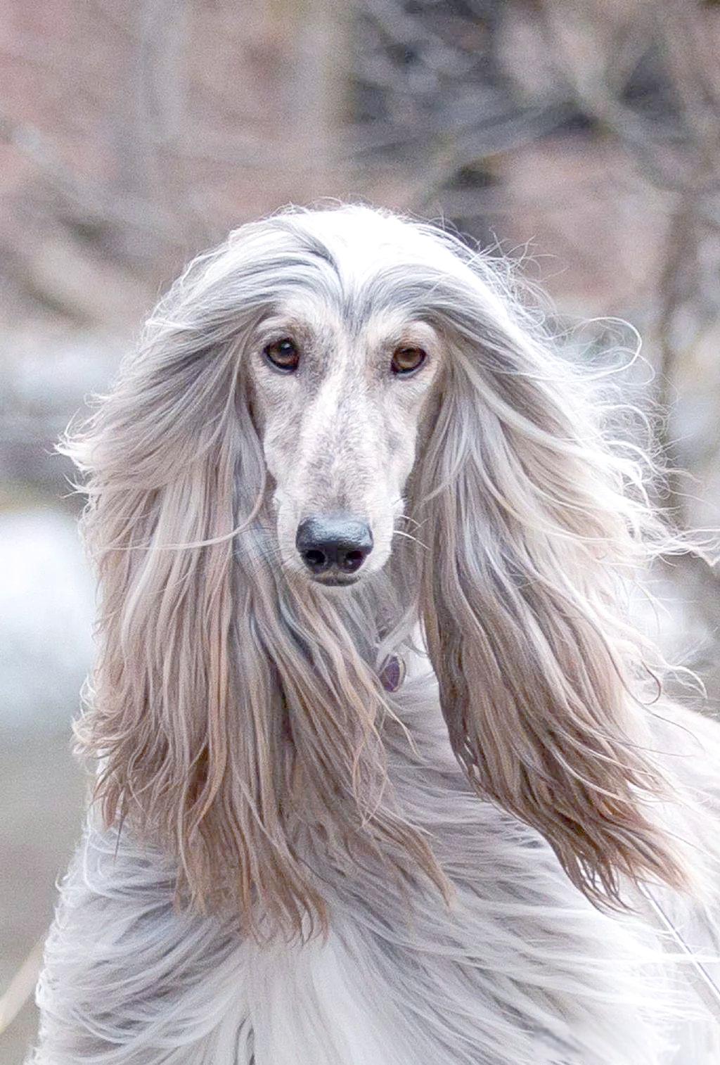 阿富汗猎犬:拥有古老血统与贵族气质的多样猎犬