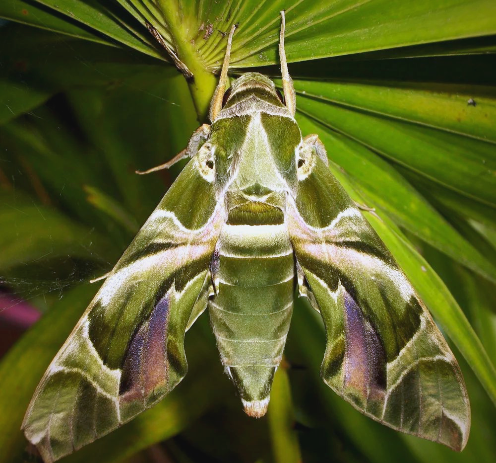 夹竹桃天蛾,被誉为"网红昆虫",其成虫身披粉绿色外衣,因而又被命名为
