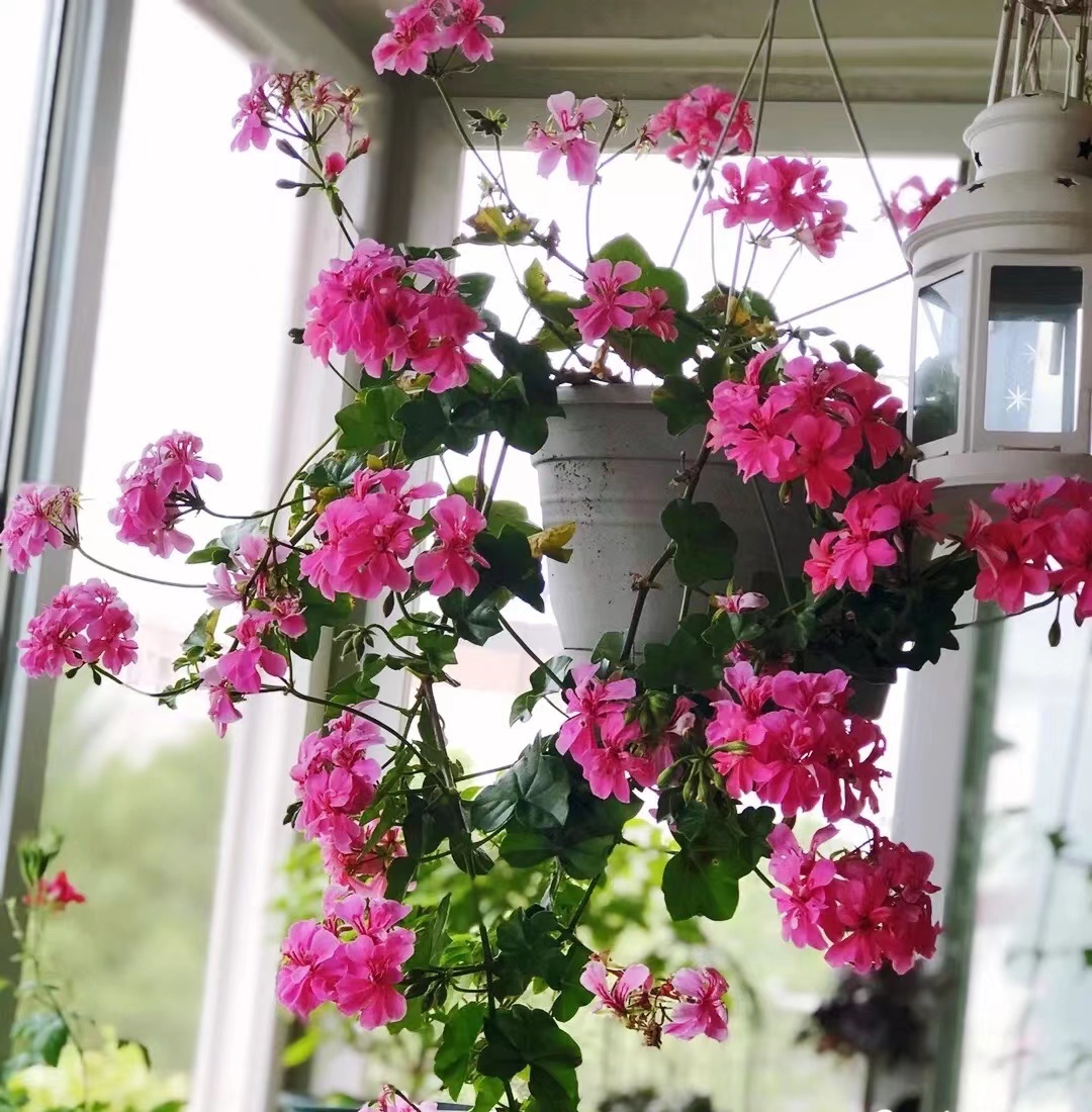 阳台养天竺葵,就选"粉春天",颜值高,花期长,养护也简单