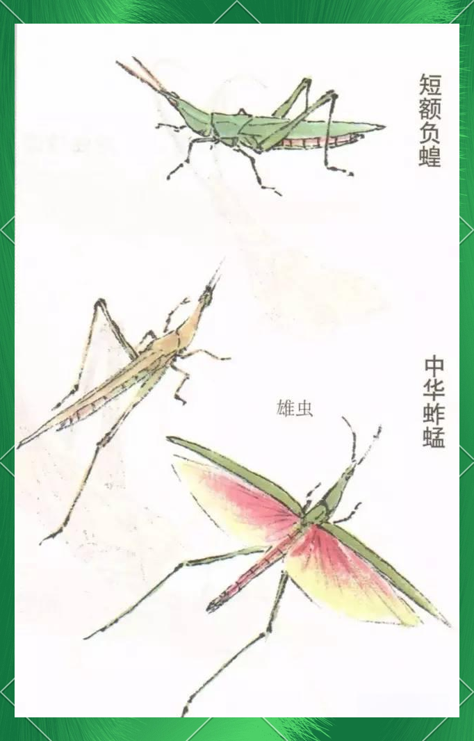 中华蚱蜢的多样画法探索