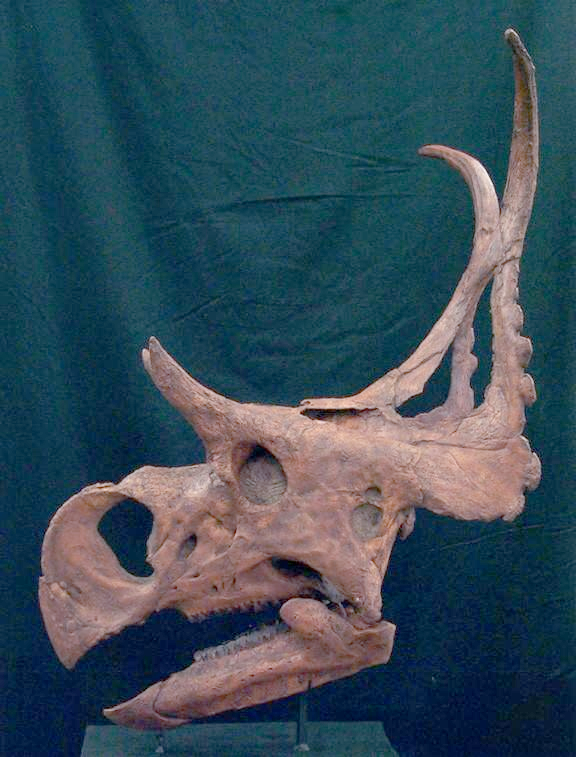 恶魔角龙的发现之旅与命名故事