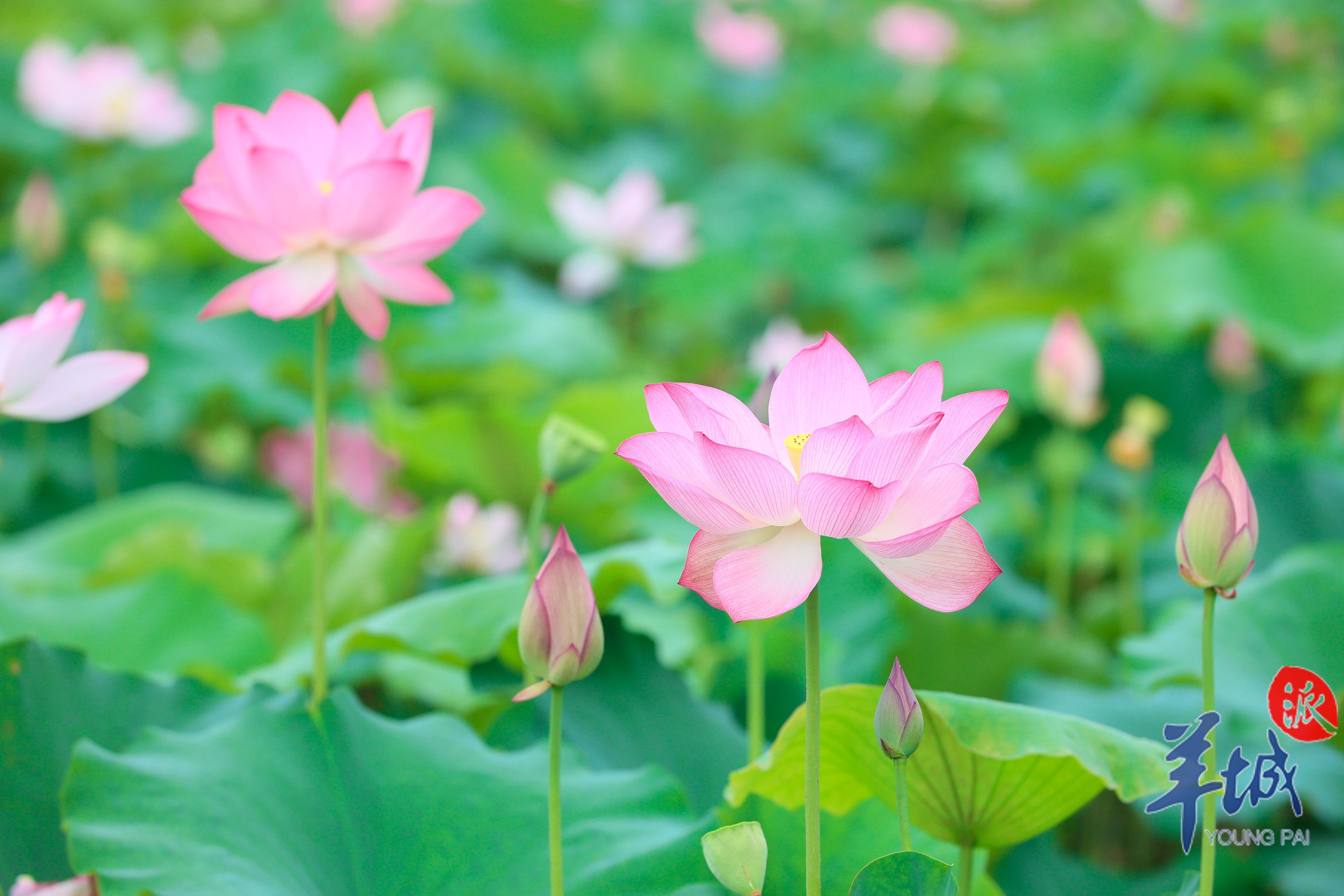 视频·大美岭南|清远连南:倏忽温风 步步生莲