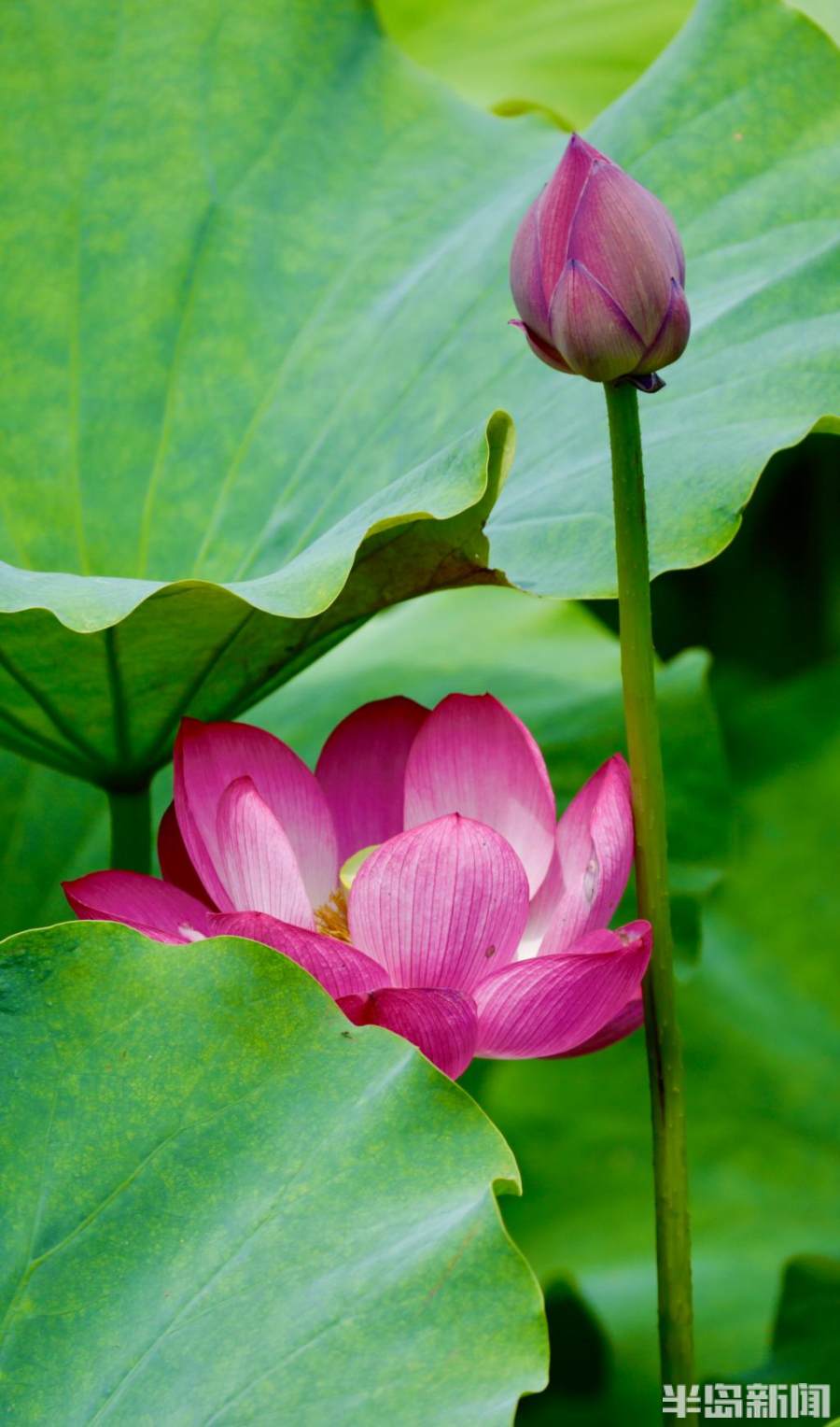 小暑荷花别样红