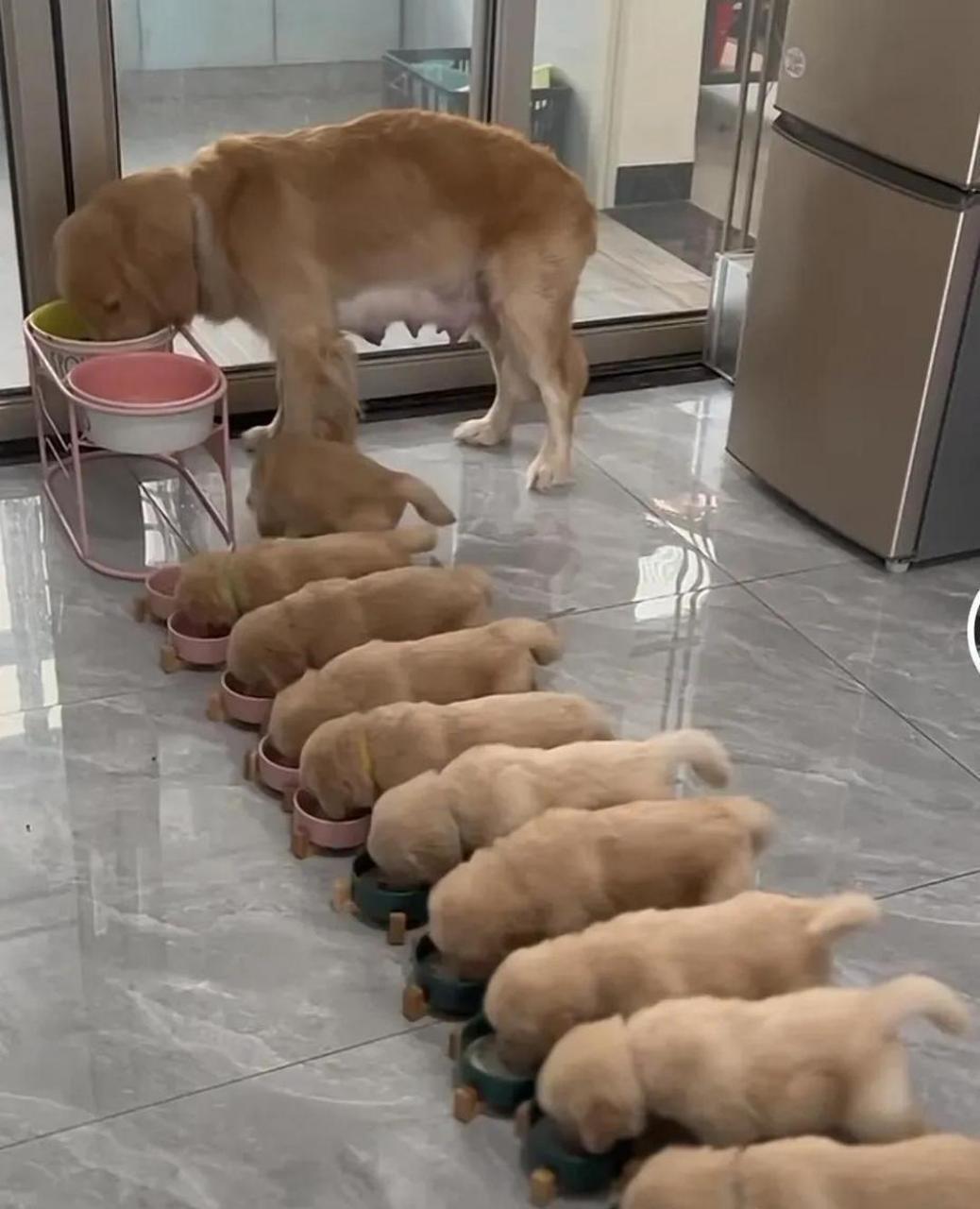 生这么多只主人大呼养不起