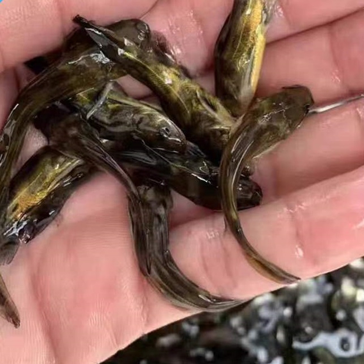 超雄黄颡鱼苗 黄骨鱼苗 黄丫头鱼苗 黄辣丁鱼苗 怎么喂养?