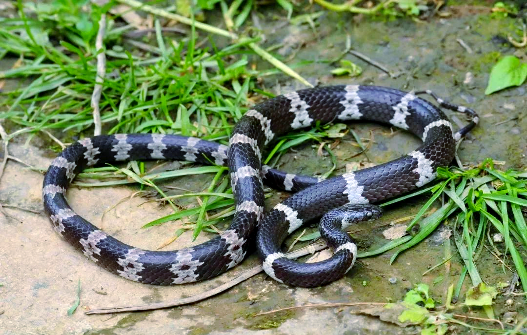 绿美大围山探秘:无毒蛇