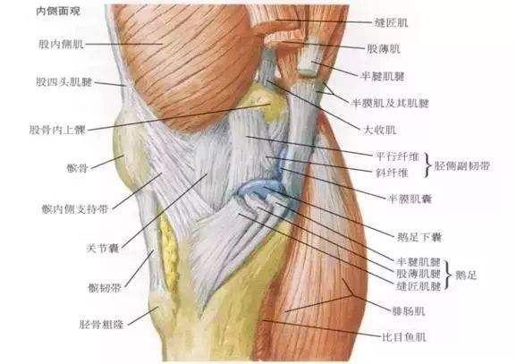 膝盖内侧疼是怎么回事图片