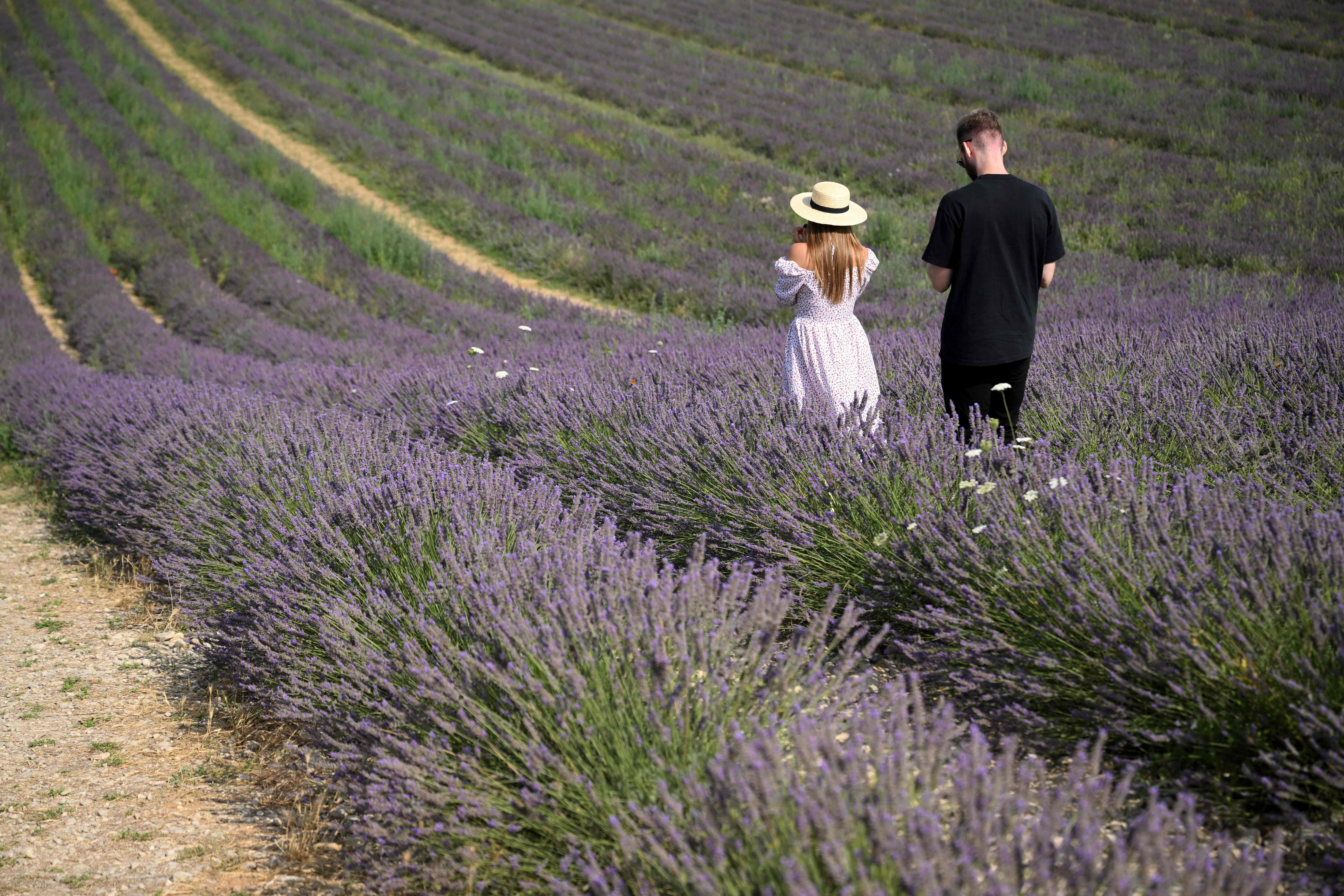 普罗旺斯的薰衣草花田