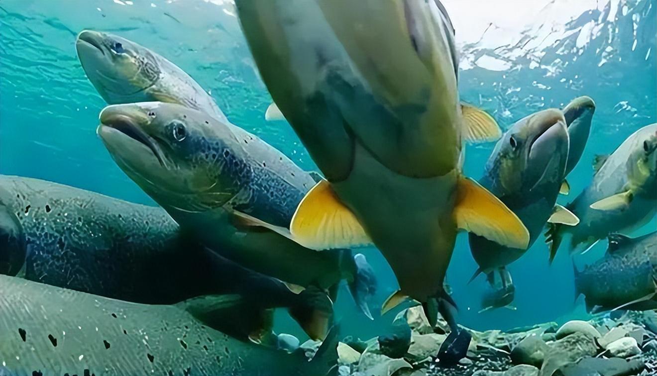 年产鱼30亿斤,最大深度1637米的贝加尔湖,里面最大的鱼有多大?