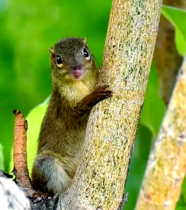 动物界的"酒神"探秘:笔尾树鼩的惊人酒量