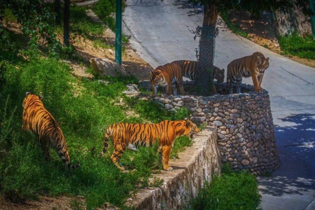 洛阳栾川竹海野生动物园:对河南省外游客全免费开放