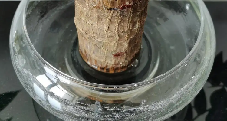 水培巴西木底部发黑正常吗