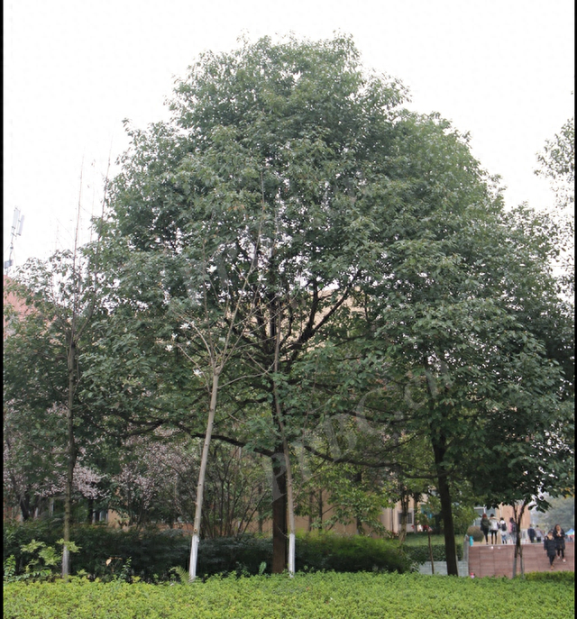 香樟的弟弟:银木,是我国主要栽培珍贵树种之一