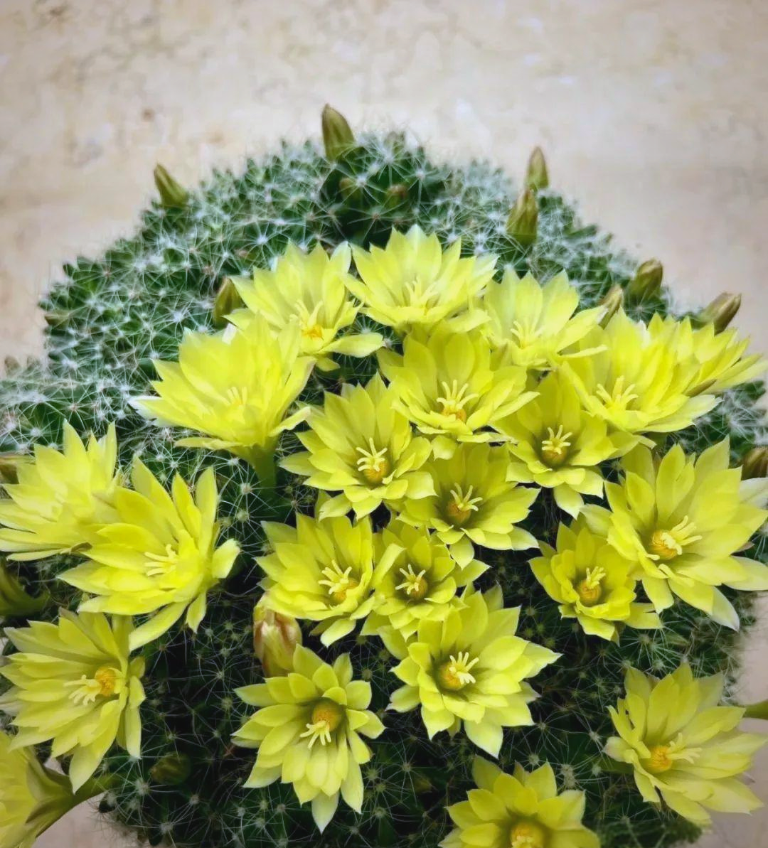 金星仙人球:仙人球中的"花量之星",绚丽花海与迷人香气引众多植物爱好