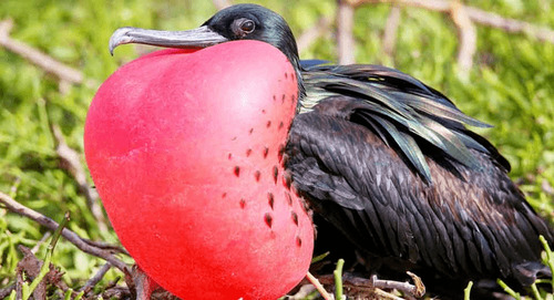 男子无意间拍摄到一只胸口"中枪伤"的鸟,也是哭笑不得