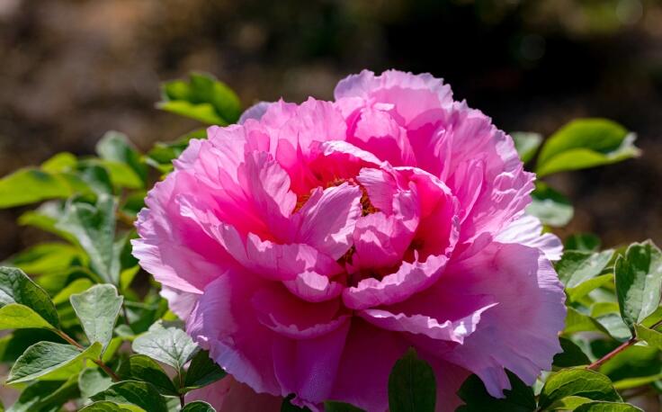 山东省省花为什么是牡丹