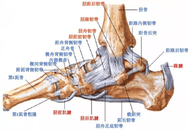 足骨头解剖图图片