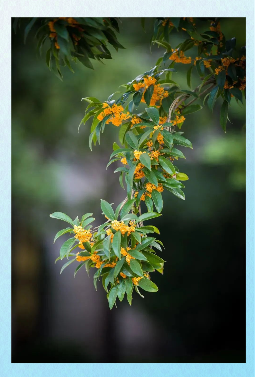 桂花盛开正当时,摄影技巧轻松掌握,美景照片轻松拍