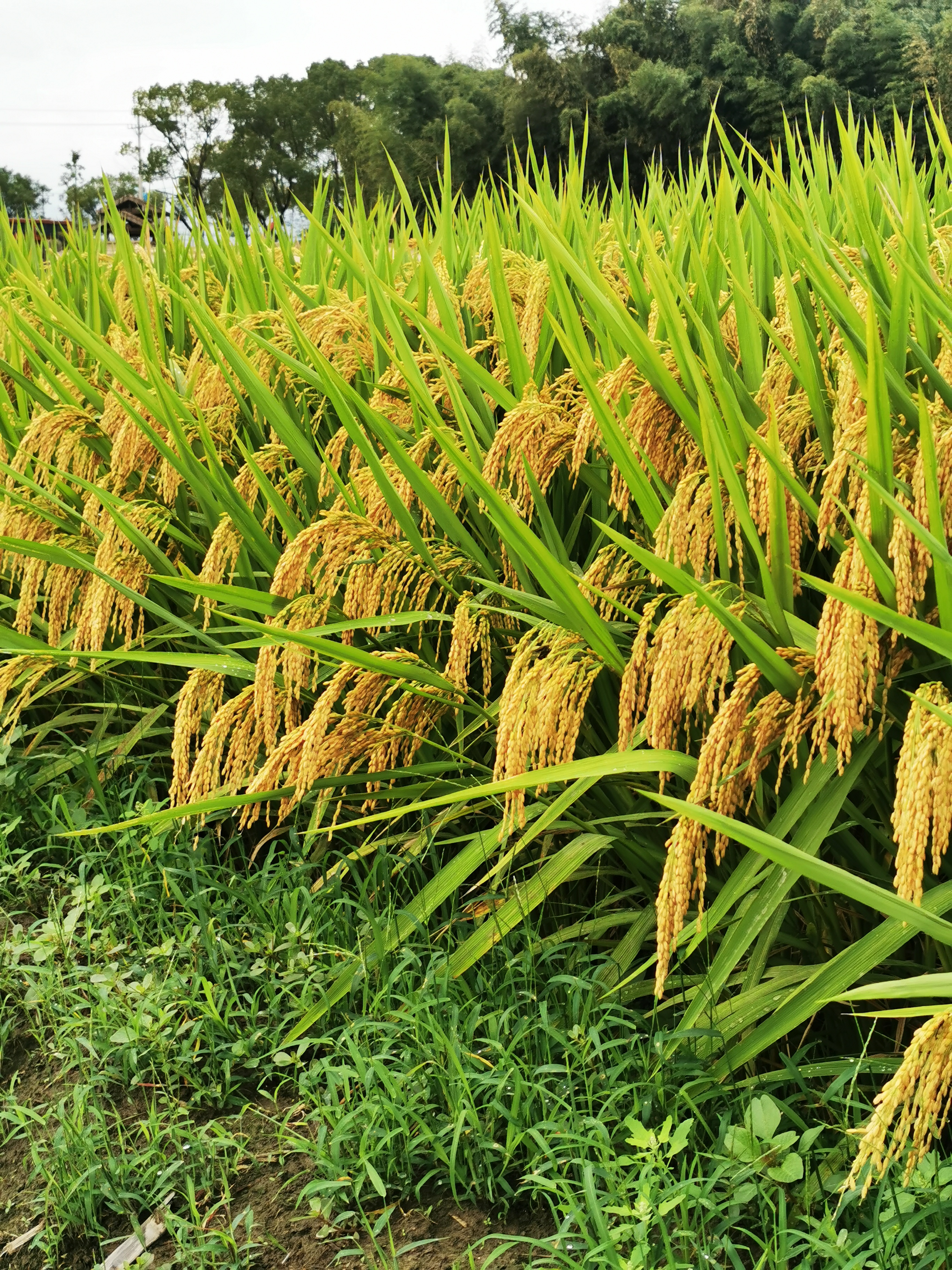 佳一吨稻水稻稻种实验田高产高抗性