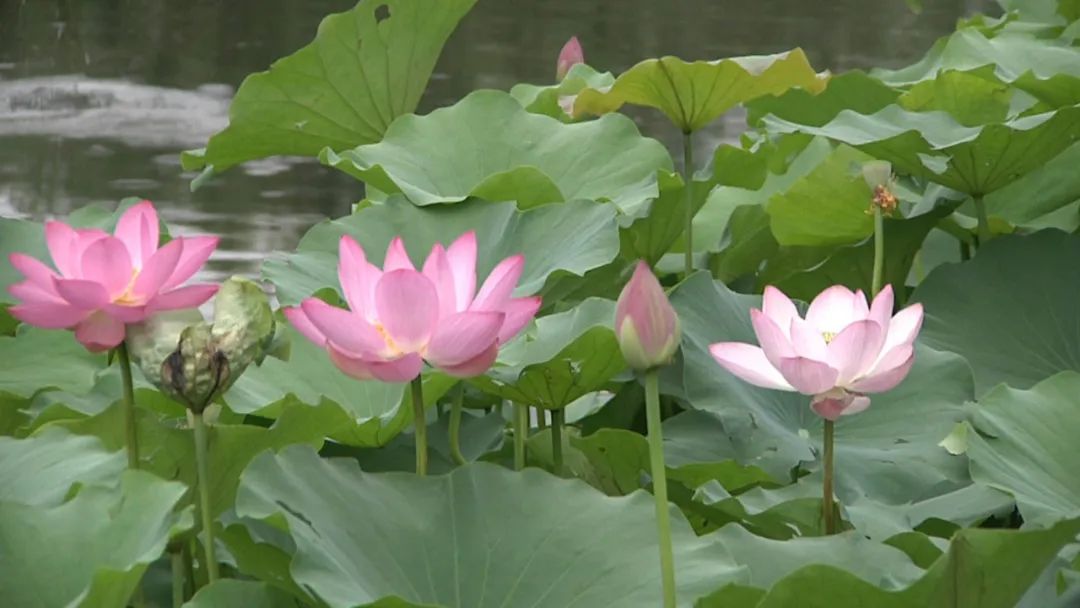 荷花竞相绽放,莲城许昌邀您前来打卡!