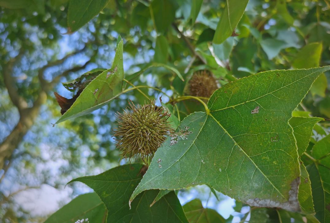 中药探秘:全面了解路路通的多样性与重要性