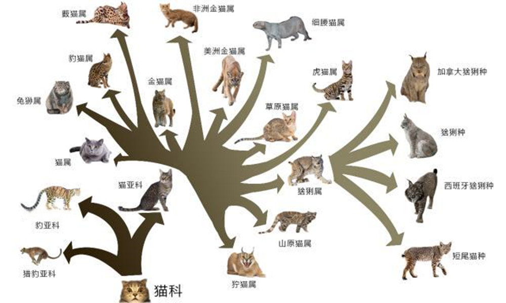 动物祖先大全图片