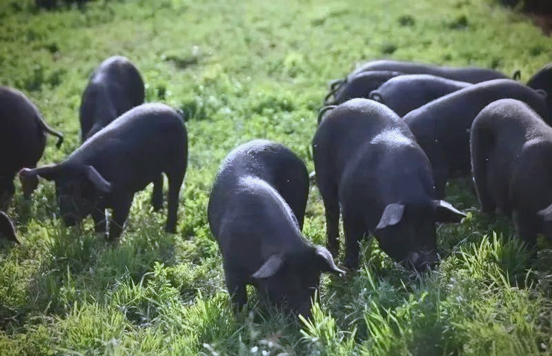 探秘健康营养的关中黑猪及黑猪肉